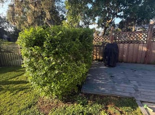 Bush Trimming by Jairo Ibero for Nicholas R. in Davenport, FL