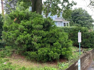 Bush Trimming by Kyeree Jones for Xudong H. in Wayne, PA