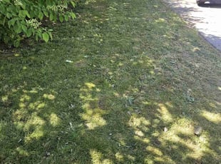 DOMINIC M.'s Yard Cutting service result