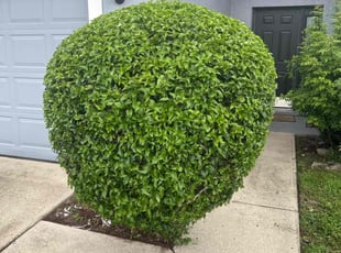 Cera L.'s Bush Trimming service result