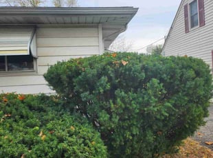 Bush Trimming by Chris Steinhour for Diane D. in Grove City, OH