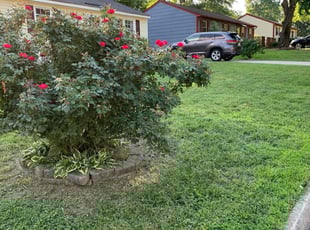Katie C.'s Yard Cutting service result