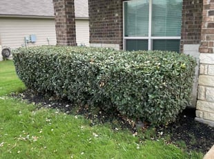 Bush Trimming by Stanmore Hinds for Justin H. in Cibolo, TX
