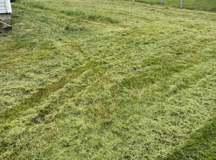 Donna Z.'s Lawn Service service result