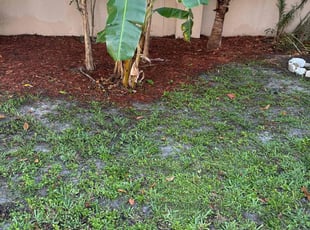 Leaf Removal by Jhon MarroquΓn for Shahnaz S. in Coral Springs, FL