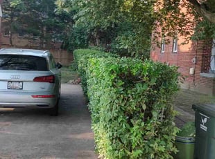 Bush Trimming by Allan Roberts for Nico M. in Arlington, VA