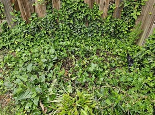 Landscaping by Jose Paz for Danielle P. in Washington, DC