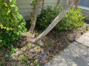 Weeding by Halainna Force for Zachary L. in Jacksonville, FL