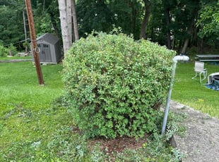 Bush Trimming by Tyler Zacharias for Rita M. in Pittsburgh, PA