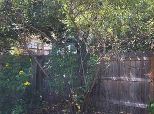 Bush Trimming by Derek Schoenfeld for Juan Antonio G. in Helotes, TX