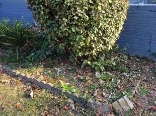 Bush Trimming by Darius Baugh for Brianna B. in Atlanta, GA