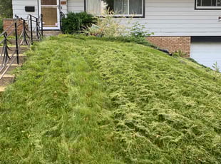 Iona D.'s Lawn Care service result