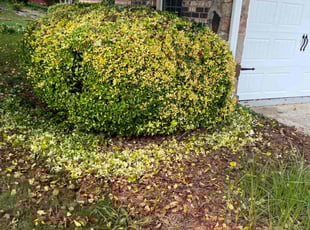 Bush Trimming by Latonya Talley for Peter M. in Marietta, GA