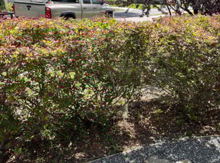 Bush Trimming by Josue Nunez for Amanda P. in Orlando, FL