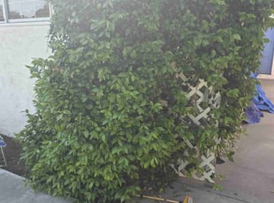 Bush Trimming by Paula Tellez for Nancy B. in Lancaster, CA
