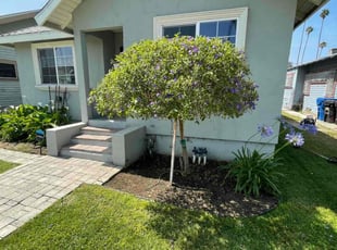 Bush Trimming by Juan ArdΓ³n for Alasdair J. in LOS ANGELES, CA