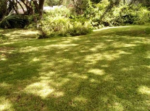 Amy M.'s Lawn Mowing service result