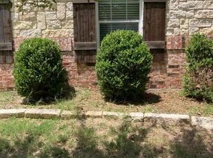 Bush Trimming by Noe Montiel for Gregory D. in Red Oak, TX