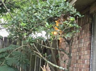Bush Trimming by Roberto Pena for Paul M. in Spring, TX