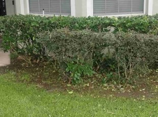 Bush Trimming by Willie Carmichael Jr for Brian l. in Apopka, FL