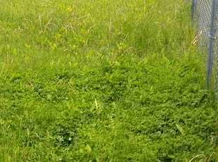 Weeding by Anthony Johnson for Nathan K. in Kentwood, MI