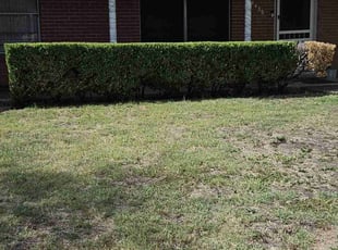 Bush Trimming by Chais Dixon for Jennifer Z. in San Antonio, TX