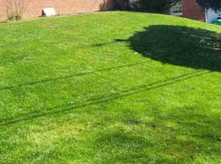 Estella A.'s Lawn Service service result