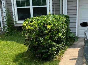 Bush Trimming by Thomas Fador for Tamara C. in Baltimore, MD