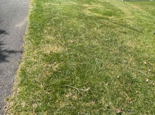 Cindy B.'s Lawn Mowing service result