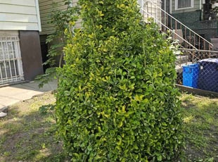 Bush Trimming by Richard Solier for Janet G. in Jersey City, NJ