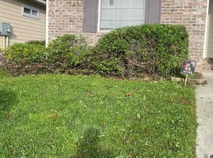 Bush Trimming by Herschell Bradley for Shane R. in Tallahassee, FL