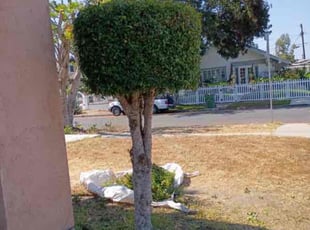 Bush Trimming by Fernando Gomez Rodriguez for Regina J. in Los Angeles, CA