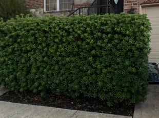 Bush Trimming by Rebecca Ferrara for Rebecca R. in San Antonio, TX
