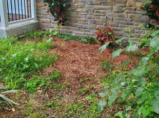 Cleanups by Ernie Agulis for Nicole C. in Campbell, OH
