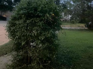 Bush Trimming by Emanuel Johnson for Jeremy R. in Omaha, NE