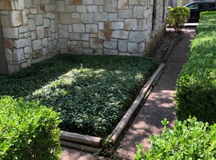 Bush Trimming by Joshua Benouis for Alicia R. in Austin, TX