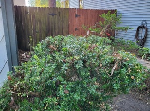Bush Trimming by Briana Rivera for Joy R. in Houston, TX
