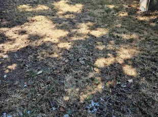 Leaf Removal by Juan Rodriguez for Joyce Z. in Sacramento, CA