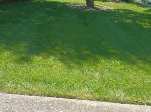 Andree B.'s Lawn Mowing service result