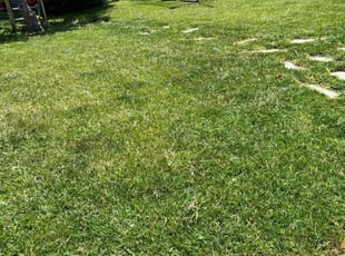 Stacey H.'s Grass Cutting service result