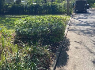 Bush Trimming by Jacob Hernandez for Bianca B. in Tampa, FL