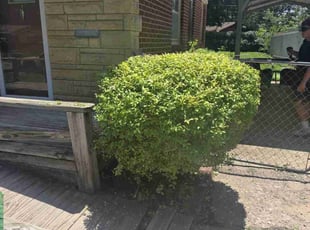 Bush Trimming by Chad Suenram for Janel R. in Wichita, KS