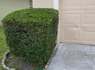 Bush Trimming by Carlos Arocho for Stephen N. in Longwood, FL