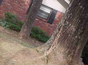 Cleanups by Jason Young for Steven R. in Little Rock, AR