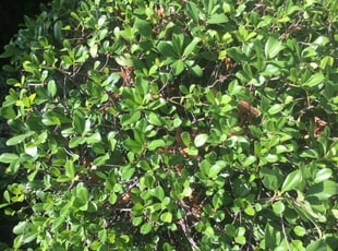 Bush Trimming by Billy Woodruff for Max H. in Little Elm, TX