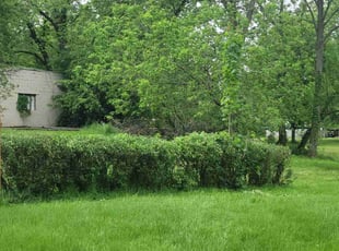 Bush Trimming by Joshua Snipes for Maryann B. in Youngstown, OH