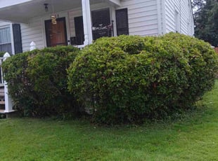 Paul L.'s Bush Trimming service result