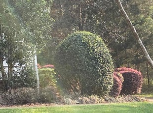 Bush Trimming by Bryan Govantes for Casey A. in Tallahassee, FL