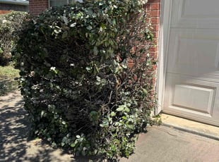 Bush Trimming by Oswaldo Hernandez for Cathy R. in Katy, TX