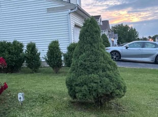 Bush Trimming by Tevin Richardson for Doris K. in Canal Winchester, OH